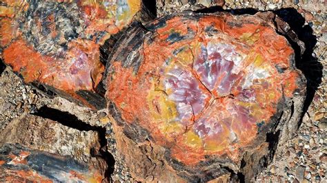 how do petrified fossils form.